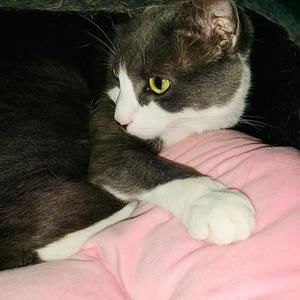 Meet your Posher, Lynnette